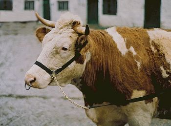 Vorführhalfter Nylon