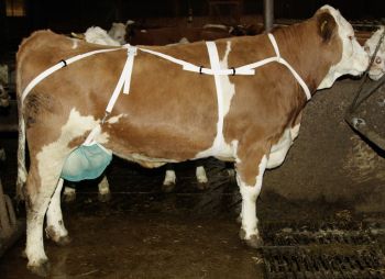 Zitzenschutz grünes Netz