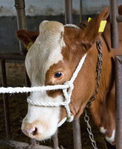 Strickhalfter Sisal-PP