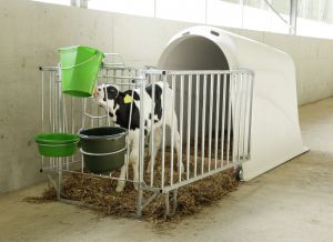 Calfhouse leichte Umzäunung